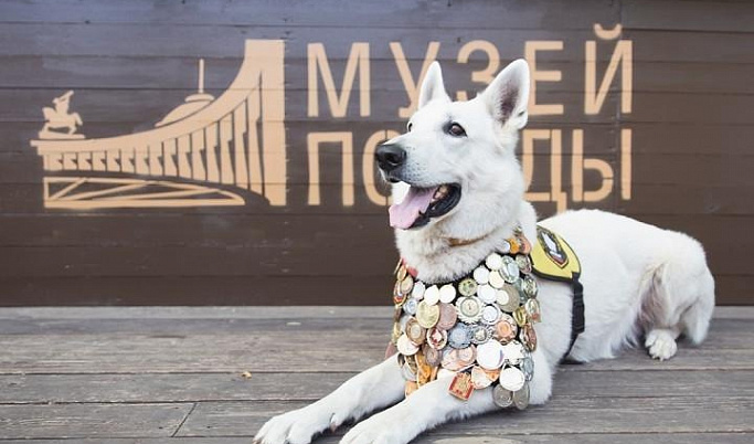 Жителей Тверской области приглашают принять участие в конкурсе «Собаки-герои»