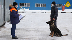 В Твери проверили готовность служебных собак к работе