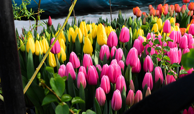 В Твери на выставке-продаже тюльпанов реализуют 90 тысяч цветов
