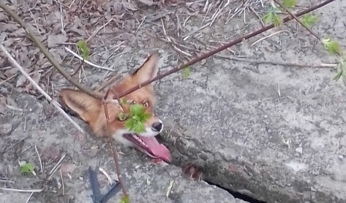 Жители тверской деревни спасли лисенка