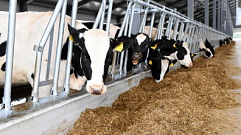 Во всех районах Тверской области проходит заготовка кормов для животноводства