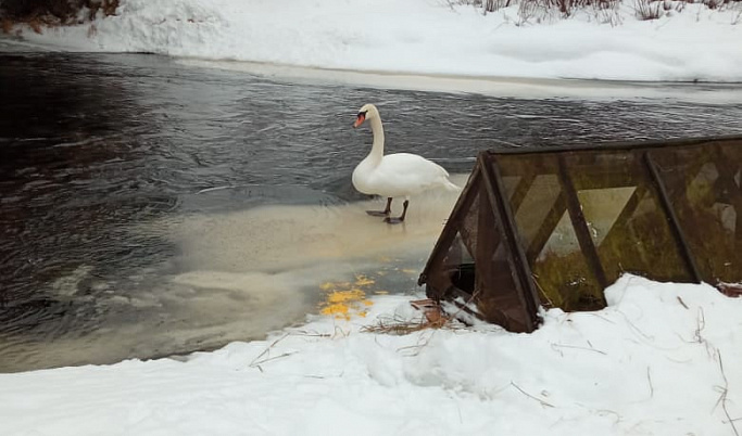 Жители Тверской области пытаются спасти одинокого лебедя от хищника