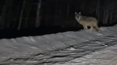 На дорогах в Тверской области бегают волки