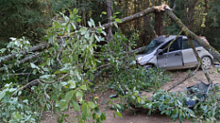 В Тверской области иномарка протаранила дерево у дороги