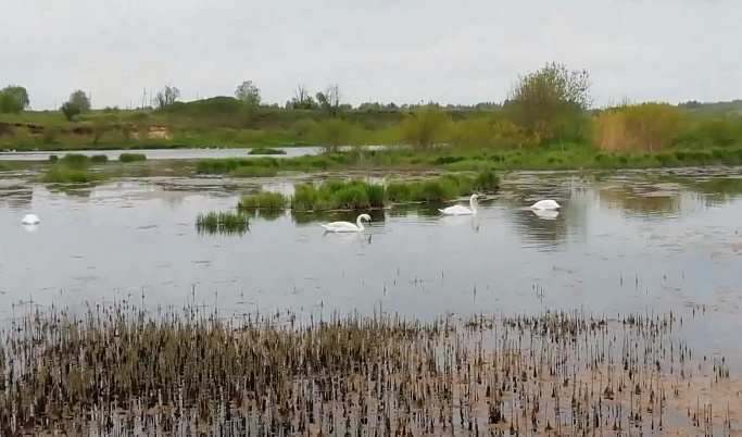 На вазузском водохранилище в Зубцове впервые поселились две пары лебедей