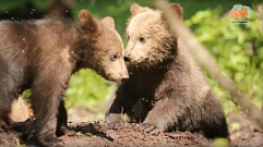 В центре спасения медвежат-сирот в Тверской области контакт с подопечными свели к минимуму