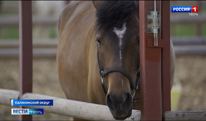 В Калининском округе активно развивается конный спорт
