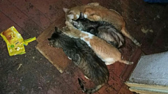 В Тверской области 20 голодных кошек ели друг друга в квартире умершей хозяйки
