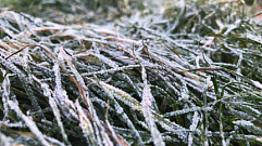 На следующей неделе в Тверскую области нагрянут заморозки до -1 градуса