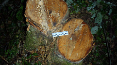 В Тверской области задержали нелегально срубивших 95 деревьев мужчин