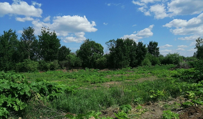 В Западнодвинском районе более 160 га сельхозугодий заросли сорняком 