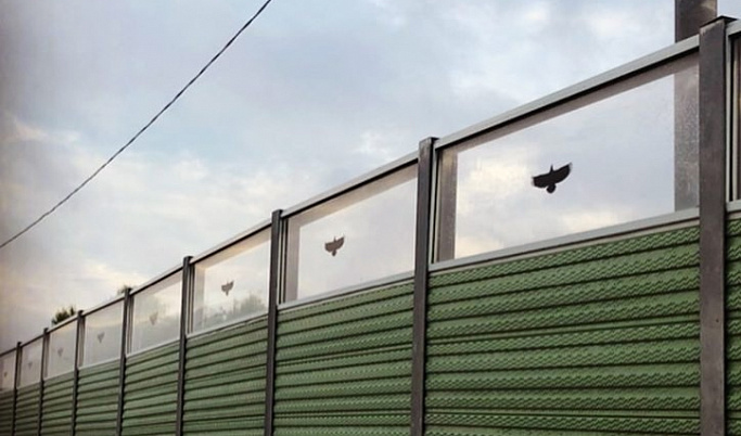 В Твери придумали, как спасти птиц от гибели из-за стеклянных щитов