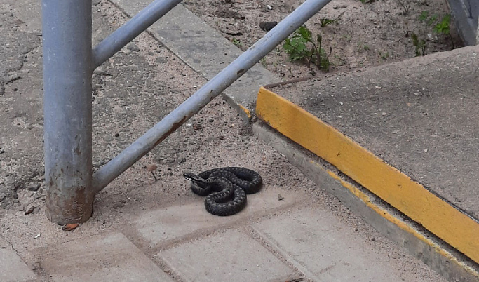 Рядом со школой в Тверской области появилась ядовитая змея