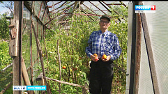 Житель Твери вырастил помидоры рекордных размеров