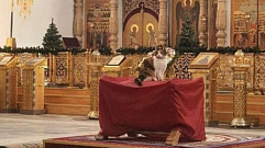 Кот посетил рождественскую службу в одном из храмов Твери 