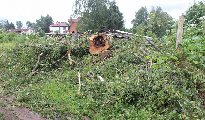 В Тверской области убрали опасное дерево после «Прямой линии с президентом»