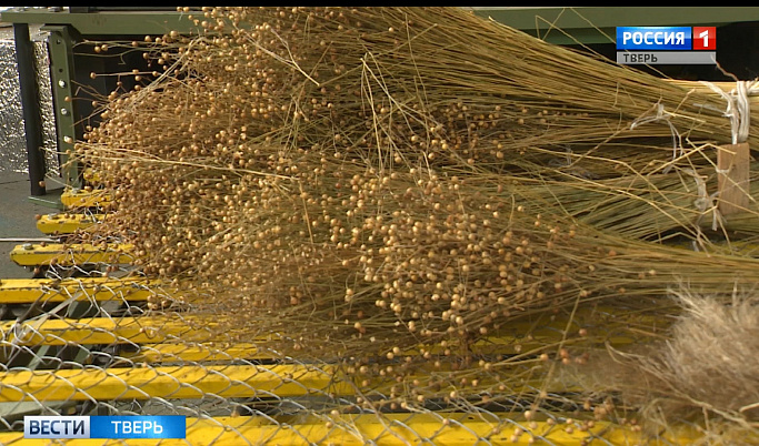 Тверские аграрии улучшают методы выращивания и переработки льна