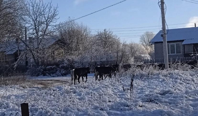 Гуляющие по автодороге коровы беспокоят жителей Тверской области