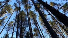 12 лесных пожаров с начала сезона потушили в Тверской области