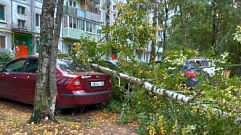 В Конаково ветер повалил дерево на припаркованные автомобили