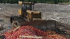 25 тонн яблок уничтожили в Тверской области
