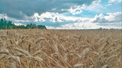 В 2023 году в Тверской области озимыми зерновыми культурами засеяно более 22 тысяч гектар