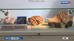 Жители Твери на выставке могут увидеть отпечатки морских лилий и кости мамонтов