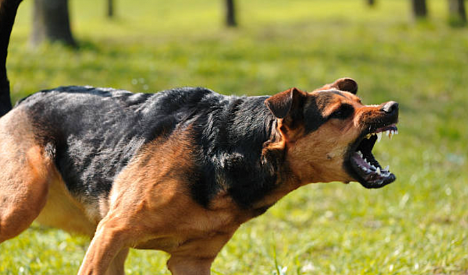 В Тверской области у собаки выявили бешенство