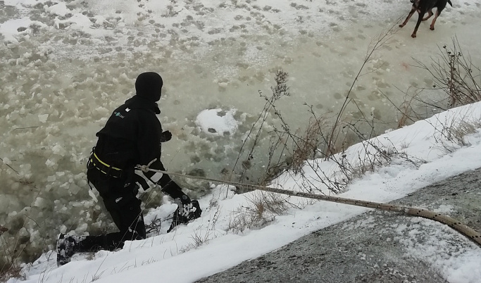 В Твери спасли собаку, которая со льда не могла выбраться на берег
