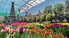 27 февраля в Твери откроется выставка-продажа 100 тысяч тюльпанов