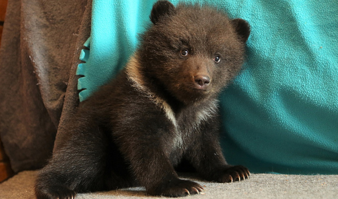 В Тверской области борются за жизни двух медвежат