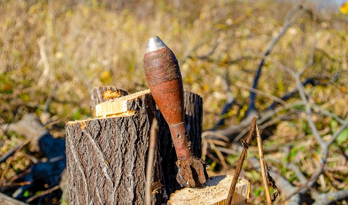 В Зубцовском районе нашли мину, вросшую в ствол дерева