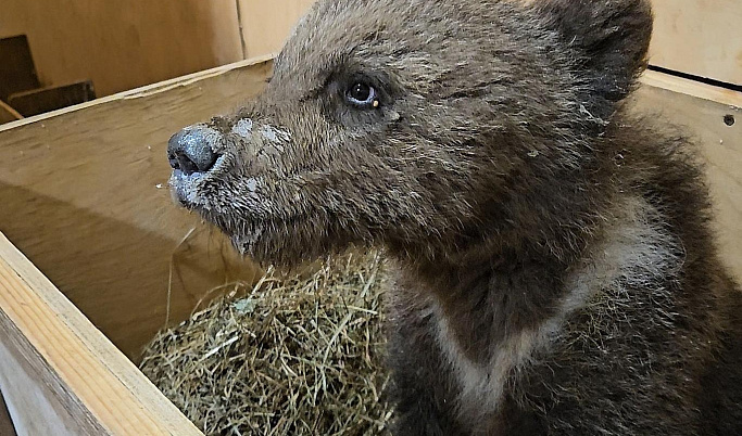 В Тверской области пытаются откормить исхудавшего медвежонка