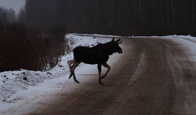 Солист группы «Звери» сфотографировал лося на дороге и побывал в селе Тверской области