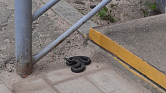 Рядом со школой в Тверской области появилась ядовитая змея
