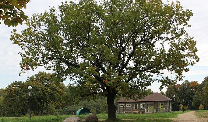200-летний дуб из Тверской области может стать лучшим «Российским деревом»
