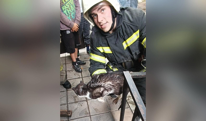 Сотрудники МЧС спасли кота в Тверской области