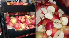 Более 130 кг запрещенных яблок уничтожили в Твери