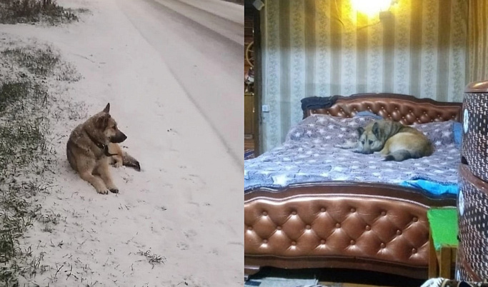 В Тверской области оставленная на морозе собака обрела новый дом