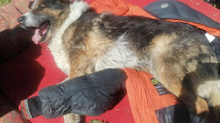 В Тверской области дети нашли в канализации пса со связанными лапами