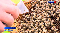 Пчеловоды Тверской области готовятся к первой качке меда  