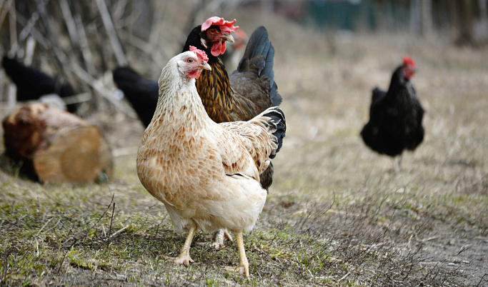 В Тверской области из-за птичьего гриппа запретили продавать домашних кур