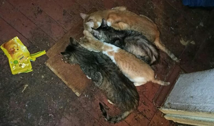 В Тверской области 20 голодных кошек ели друг друга в квартире умершей хозяйки