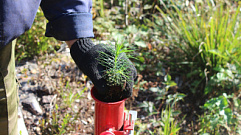 1,5 млн деревьев высадили жители Тверской области в рамках акции «Сохраним лес»