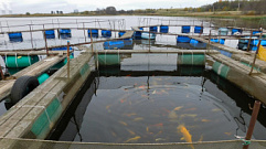 Объем производства товарной рыбы в акватории озер-охладителей КАЭС в 2021 году составил почти 300 тонн