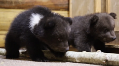 В Торопецком Центре спасения медвежат Шима растет капризой и задирой