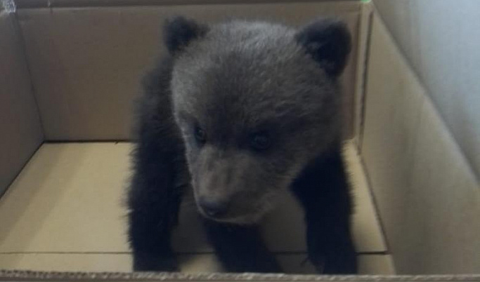 В центр спасения медвежат-сирот Тверской области привезли нового подопечного