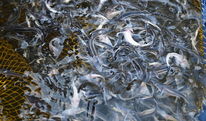Более 4,7 млн экземпляров молоди рыб выпущено в водоемы Тверской области
