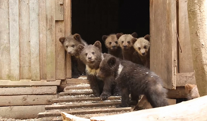 В Центре спасения медвежат-сирот Тверской области показали видео игры косолапых из «младшей группы»