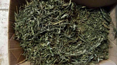 Житель деревни под Осташковом хранил дома более 400 граммов марихуаны 